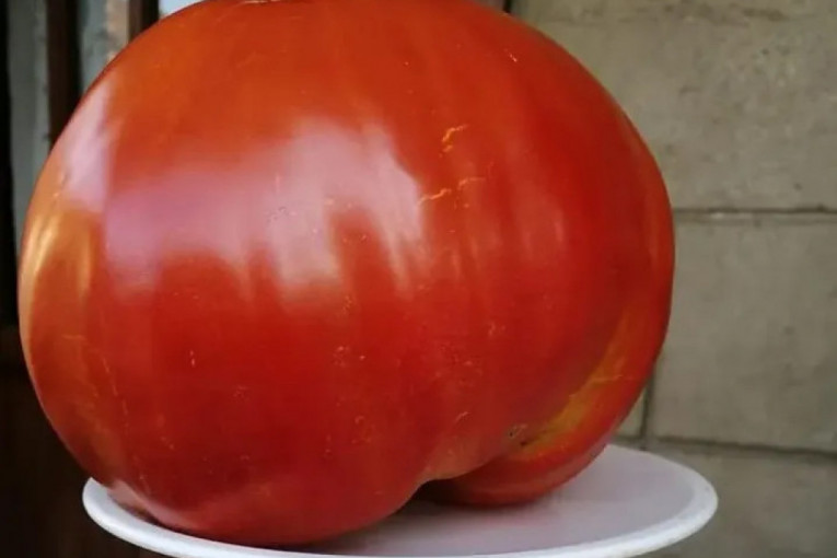 Džinovski paradajz ubran na imanju Ivanovića: Jedan plod težak skoro dva kilograma - ogroman je, neverovatno! (FOTO)