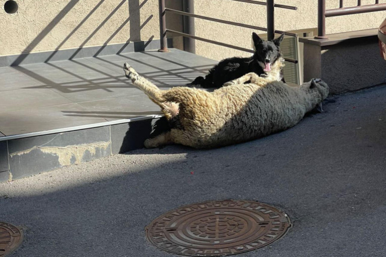 Istopićete se kada vidite ovu fotografiju: Pas čuva  nemoćnu zalutalu ovcu u beogradskom naselju (FOTO)