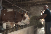 Obrađuju preko 50 hektara zemlje, štale su im pune krava! Aleksići iz Mrčajevaca se decenijama uspešno bave stočarstvom (FOTO)
