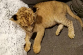 Uhvaćen diler divljih životinja u Lazarevcu: U stanu držao zaštićenu vrstu pitona, a mladunče afričkog lava prodao Subotičaninu (FOTO)