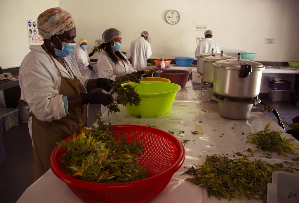 "Sve što imamo stekli smo uz pomoć kanabisa": Kako legalizacija utiče na tradicionalne uzgajivače - samo retki su se obogatili