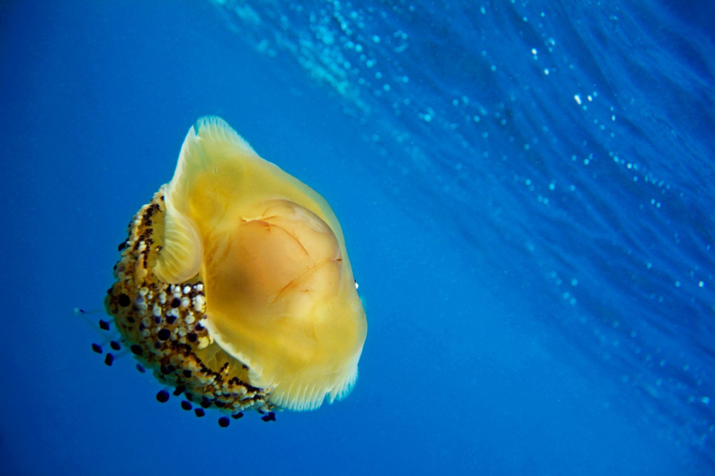 Čudna meduza zalutala u Bokokotorski zaliv