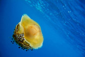 Čudna meduza zalutala u Bokokotorski zaliv