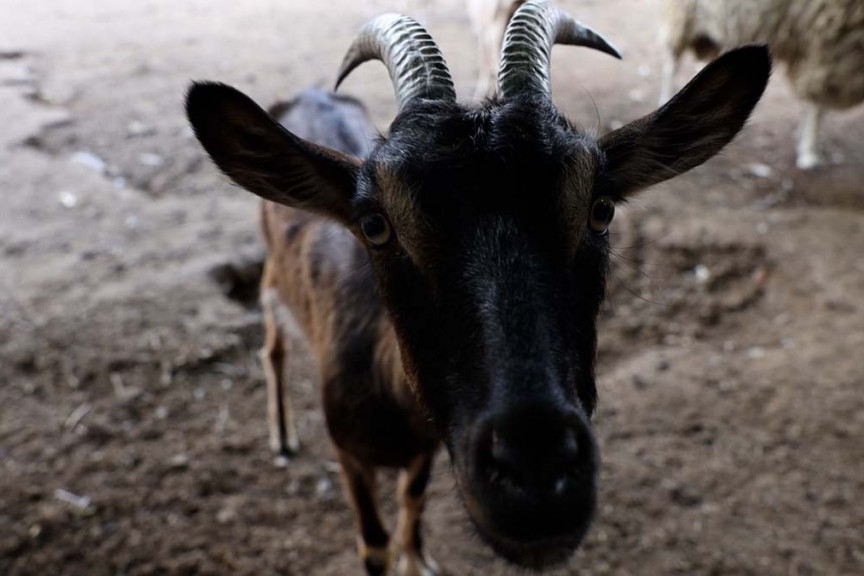 "I onda je Ripanj čudan": Novobeograđane je danas iznenadilo stado koza! (VIDEO)