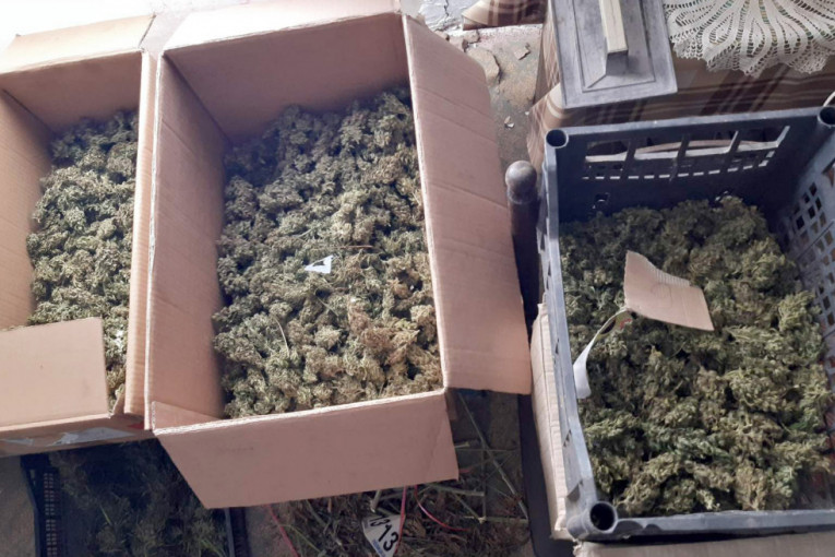 Policija u Majdanpeku uhapsila muškarca: Na salašu pronađen 21 kilogram marihuane (FOTO)