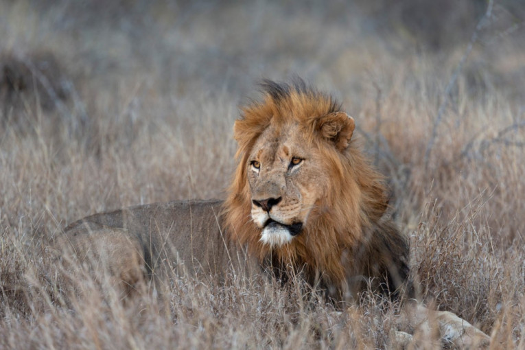 Ubijen najstariji lav na svetu: Upao na farmu, napao domaće životinje, stočari ga proboli kopljem