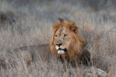 Šest lavova ubijeno u nacionalnom parku u Keniji