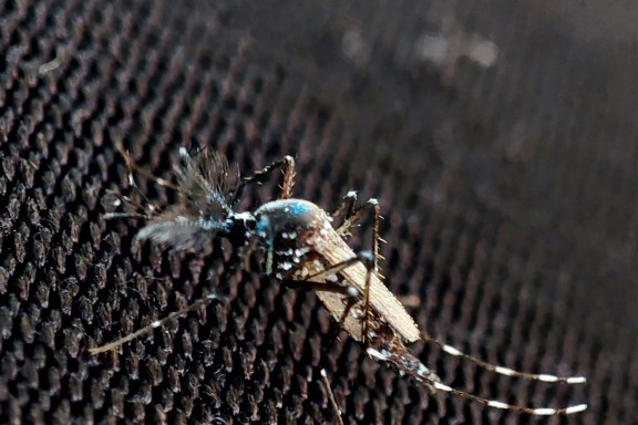 24SEDAM ZAJEČAR Akcija suzbijanja odraslih formi komaraca na tеritoriji grada