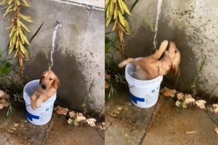 Letnja uživancija: Zbog načina na koji se kupa, ovaj mali pas je postao nova internet zvezda (VIDEO)