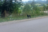 Pranjani imaju svog psa Hačika: Mesec dana čeka vlasnika na istom mestu, crni pulin neće da se pomeri (FOTO)