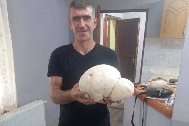 Jedna pečurka - večera za čak petoro ljudi: Ogromnu gljivu puharu pronašli istraživači na Kopaoniku, teška preko dva kilograma (FOTO)