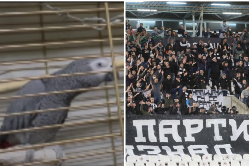 Papagaj partizanovac hit među "grobarima" na društvenim mrežama (VIDEO)