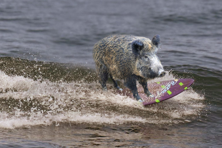 Hit prizor na Dunavu: Divlja svinja "surfuje"! Ovaj prizor pokrenuo lavinu komentara na društvenim mrežama! (FOTO)