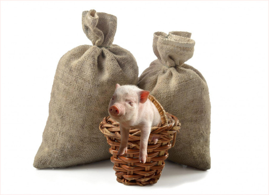 10 hit poslovica koje će vas nasmejati do suza