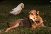 Prijateljstvo koje će vas dirnuti: Patka teši ožalošćenog psa nakon što mu je prijatelj umro (VIDEO)