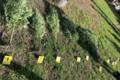 "Pali" dileri u Obrenovcu: Dva mladića uzgajala marihuanu u dvorištu i na njivi