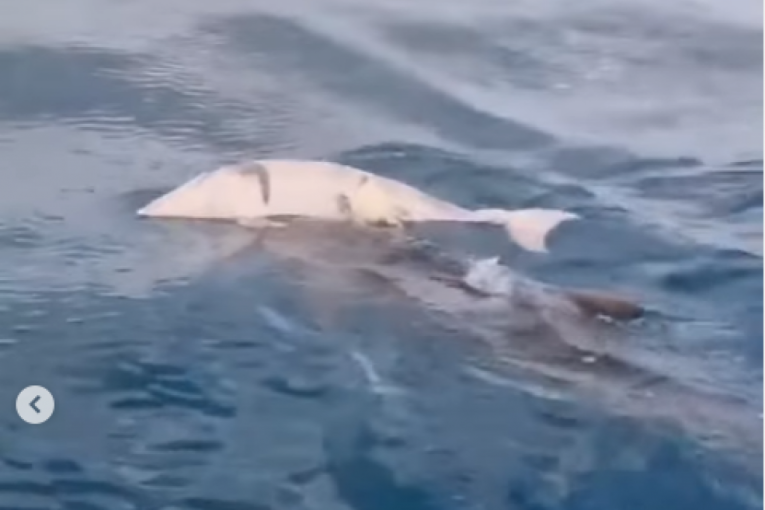 Pretužna slika iz Ulcinja:  Mladunče delfina ubijeno,  majka  ga nosi na kljunu (VIDEO)