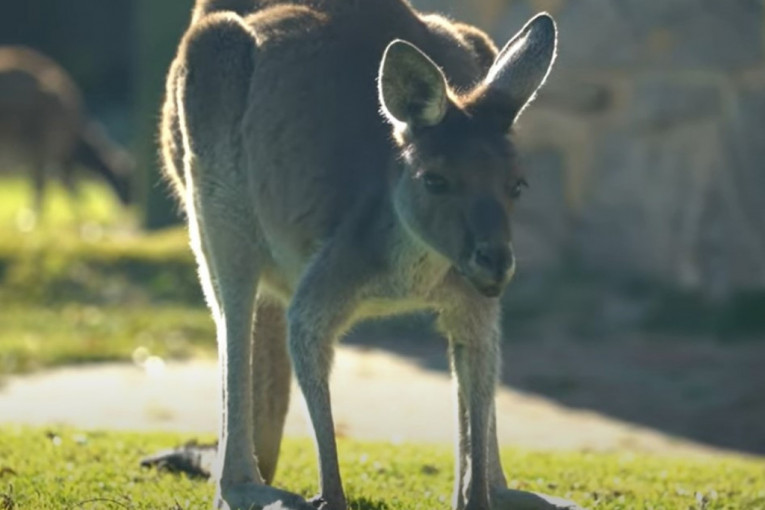 Kengur ubio čoveka u Australiji, sprečavao hitnu pomoć da mu pomogne! (VIDEO)