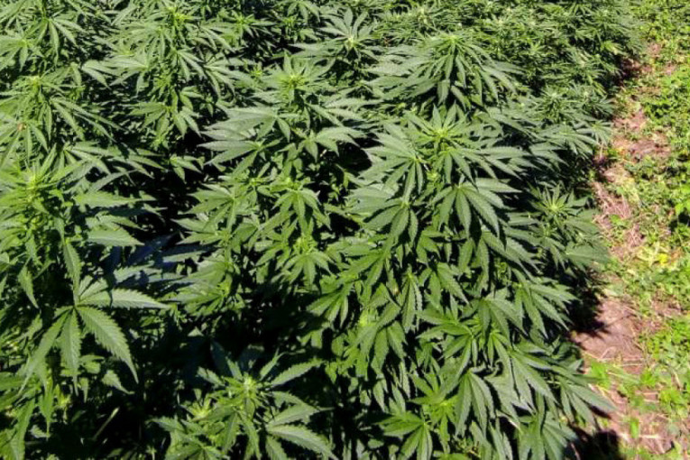U Albaniji niču plantaže marihuane, a onda se preko Crne Gore roba doprema do ovih 7 zemalja: Policija otkrila kuda najčešće prelaze dileri
