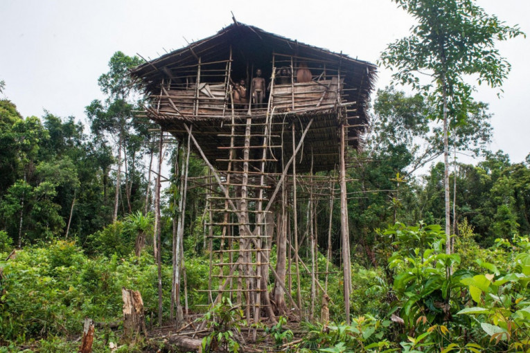 Korovai pleme: Jedini ljudi na svetu koji žive u kućicama na drveću