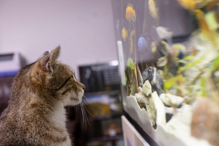 Da li ste videli ribu koja je lupila mačku po šapi? Evo videa