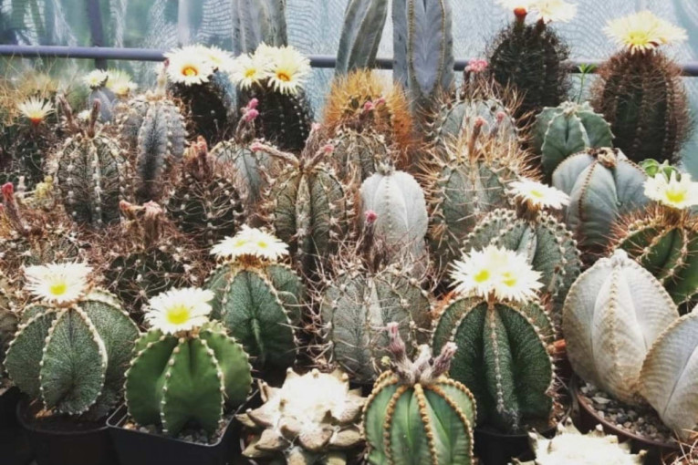 Novica gaji kaktuse, i zna koliko se ide na robiju ako se ukrade „čupavi sedi starac“: Nesrećni su imali prvo "lišće"