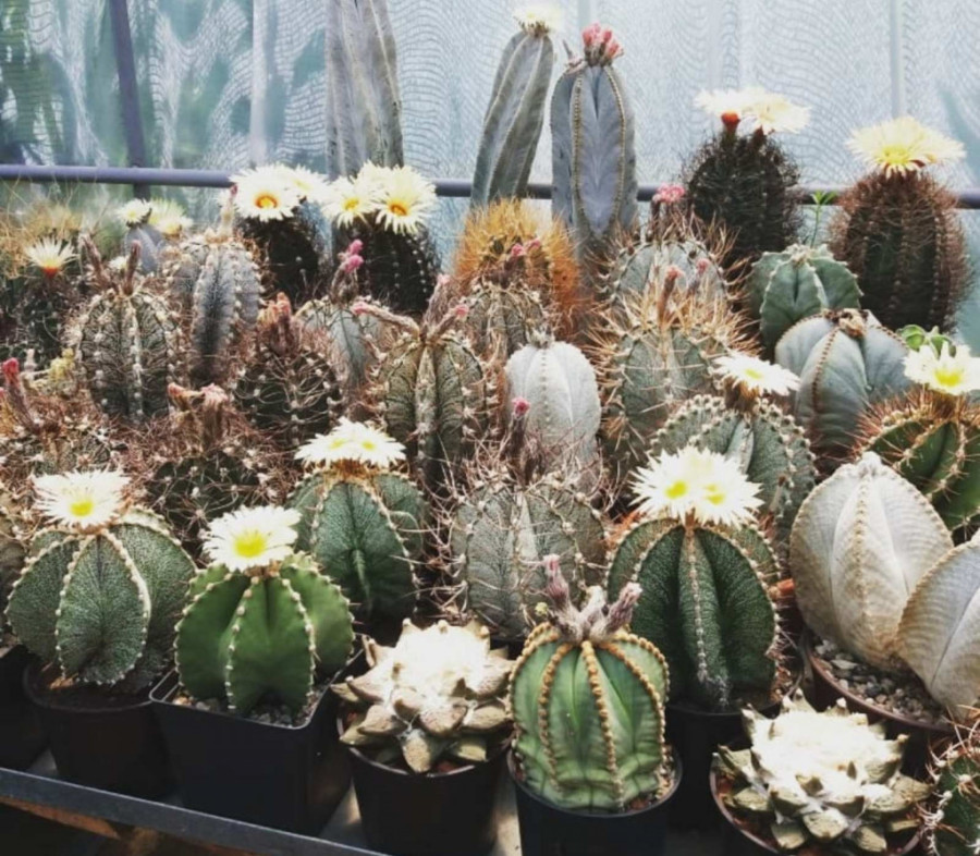 Ako želite da vam se sreća osmehne u narednoj godini, unesite ove stvari u dom