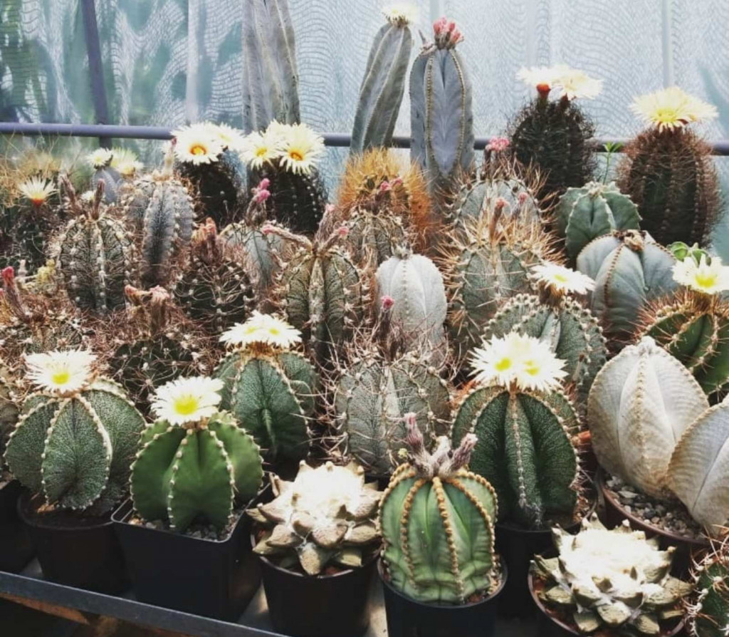 Doktor za ljude postao i doktor za kaktuse: Dovlačio ih u Srbiju iz čitavog sveta, a sada ima preko 1.000 vrsta (FOTO)