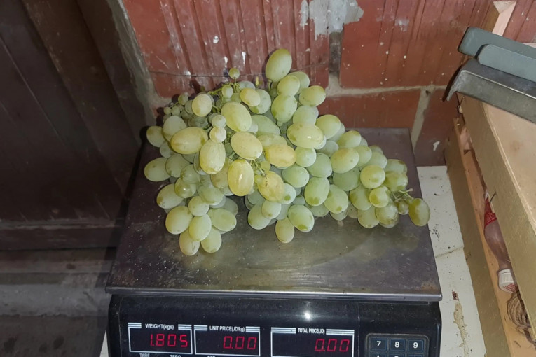 Grožđe iz vinograda u Topoli obara sve rekorde - jedan grozd težak je skoro 2 kilograma! Domaćin otkriva šta je razlog (FOTO)