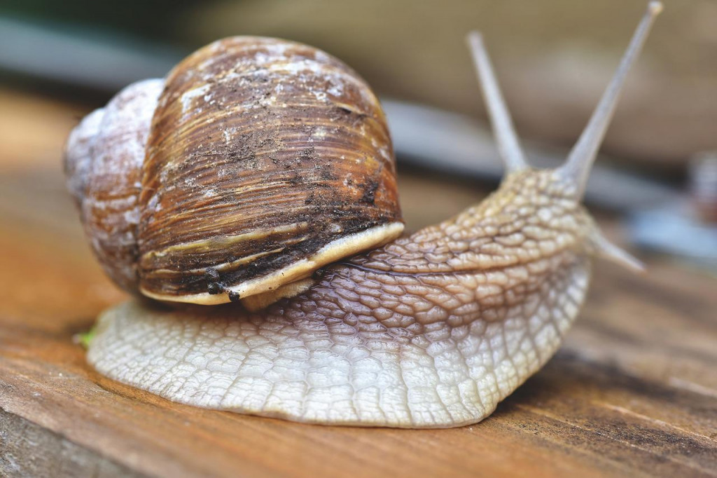 Sakupljanje puževa kao dodatna zarada: Može doneti solidan prihod, a evo kako funkcioniše posao