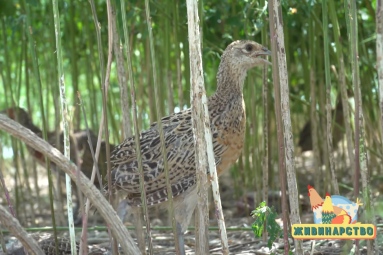 Posao za ozbiljne: Gaje fazane za lov ali i za obnavljanje prirode (FOTO/VIDEO)