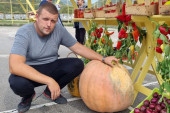 Džinovska tikva nikla kod Prijepolja, teška preko 50 kg: Ljubisav je zbog gabarita vozi u prikolici, seme jeste namačko ali je zemlja srpska