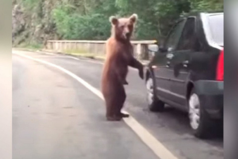 Snimak medveda koji je izazvao buru u regionu ustvari je lažan (VIDEO)