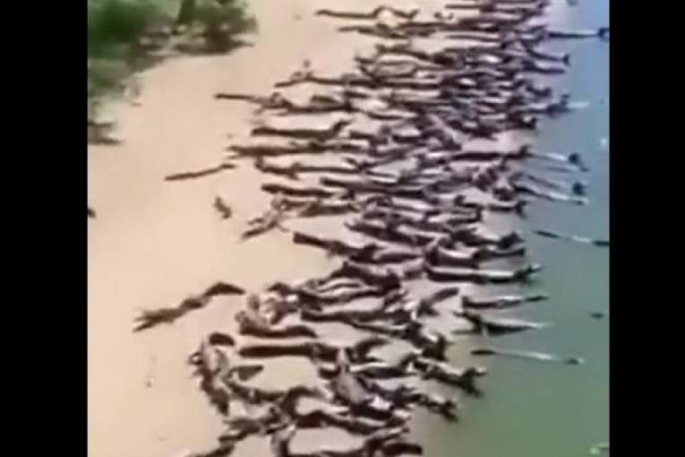 Da se naježiš! Na desetine krokodila „okupiralo“ plažu u Brazilu - da li najavljuju nešto? (VIDEO)