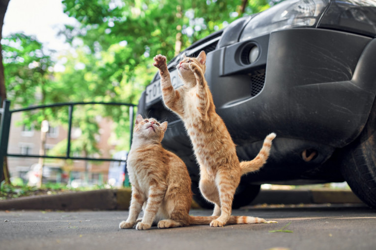 17 zanimljivosti o mačkama koje niste znali: Pozdravljaju se dodirom njuškica, a brkovi su im veoma značajni