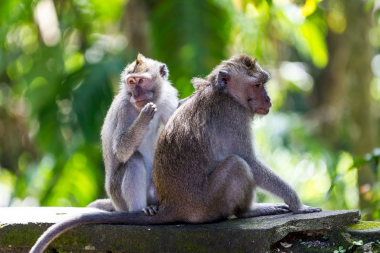 Majmuni pobegli iz Zoo vrta pa prošetali gradom, stiglo upozorenje: "Imaju jak ugriz i mogu biti opasni"