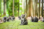 Zvanična politika svete šume majmuna: "Svima je dozvoljeno da ih hrane, ali ako vas napadnu sami ste krivi"