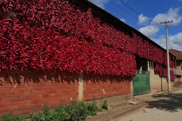 Crveni se celo selo! Dani paprike u najpoznatijem paprikarskom selu na svetu: Pobednica ih nanizala 50 za nešto više od minuta! (FOTO/VIDEO)