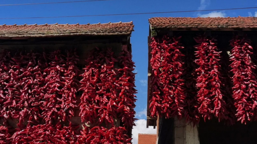 Selo kraj Leskovca svake jeseni postaje potpuno crveno: Ovde raste paprika koja ne uspeva nigde drugde na svetu