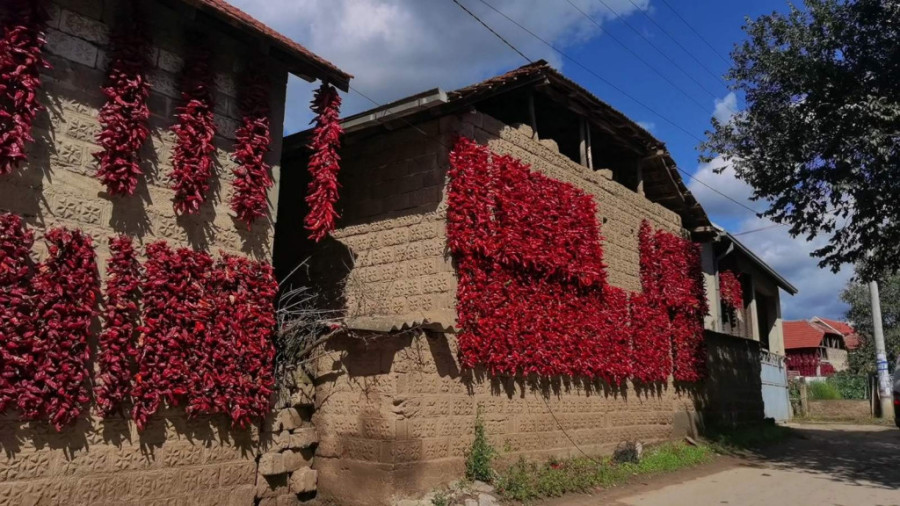 Selo kraj Leskovca svake jeseni postaje potpuno crveno: Ovde raste paprika koja ne uspeva nigde drugde na svetu