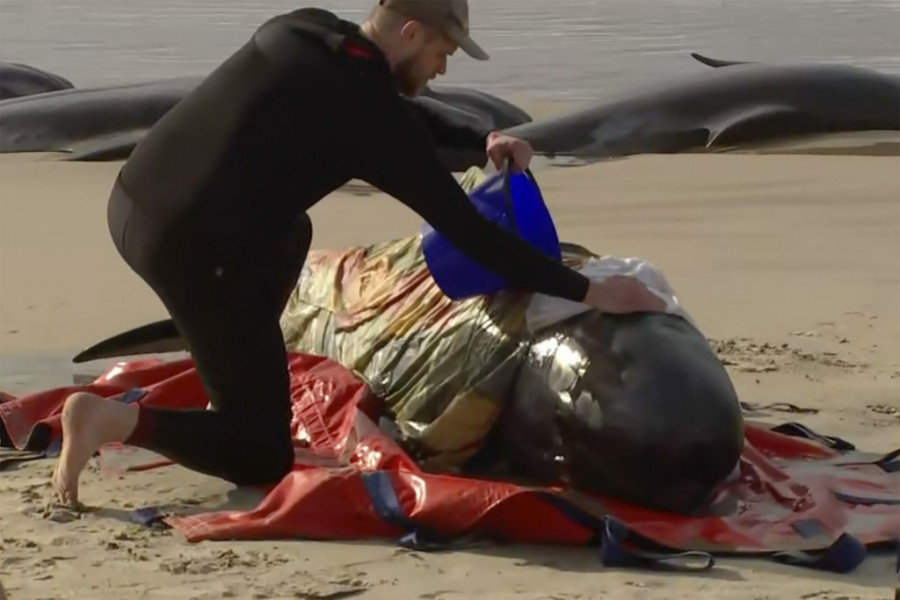 Tragična sudbina: Na plaži nasukano više od 150 kitova, šanse da prežive minimalne! VIDEO