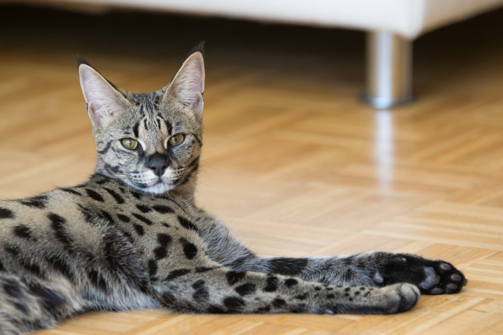 Francuski par preko interneta naručio najskuplju mačku na svetu, a kada im je ljubimac stigao, neprijatno su se iznenadili