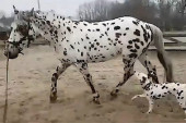 Ovo je najlepši video o konjima koji ćete ikada videti