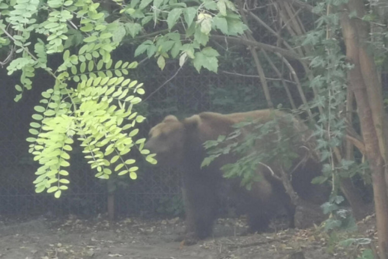 Mrki medved zalutao u centar Bajine Bašte, ali kada je video ljude odmah se vratio u šumu (FOTO)