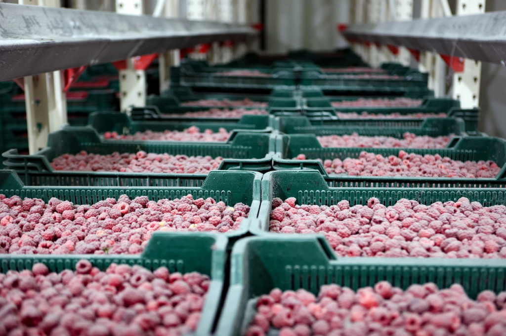 Izvoz zamrznute maline iz Srbije: Sve manje, a sve skuplje