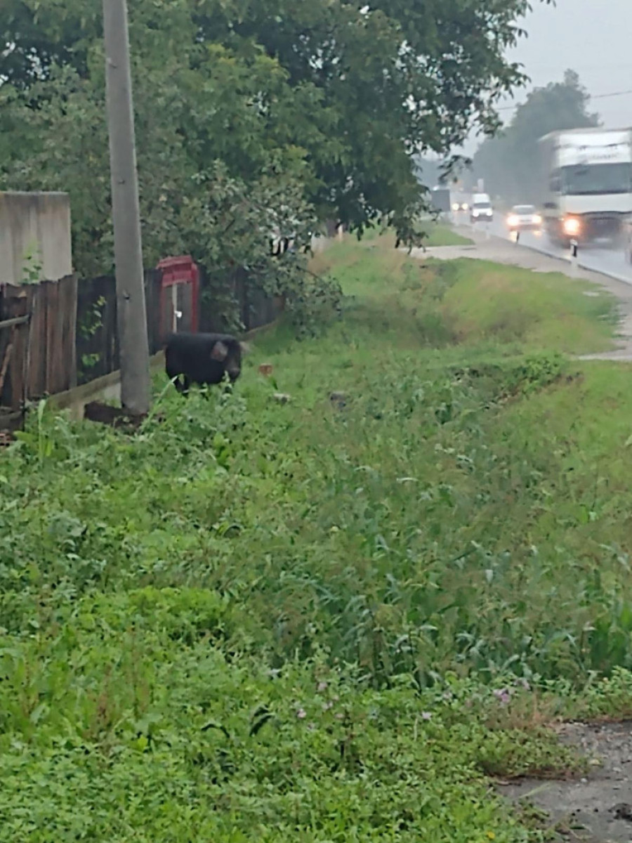 Garo ispao iz prikolice i došao na vrata Ilića: Nestašni veprić čudom preživeo na Ibarskoj magistrali - uspeo da se spase (FOTO)