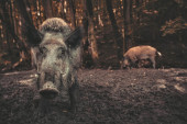 Divlje svinje od 120 kg terorišu Novi Zeland: Napadaju farme i ne ostavljaju ništa za sobom
