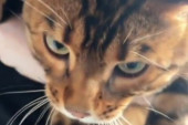Džaba ste betonirali! Reče mačak i prošeta se po svežem podu kuće svojih vlasnika (VIDEO)