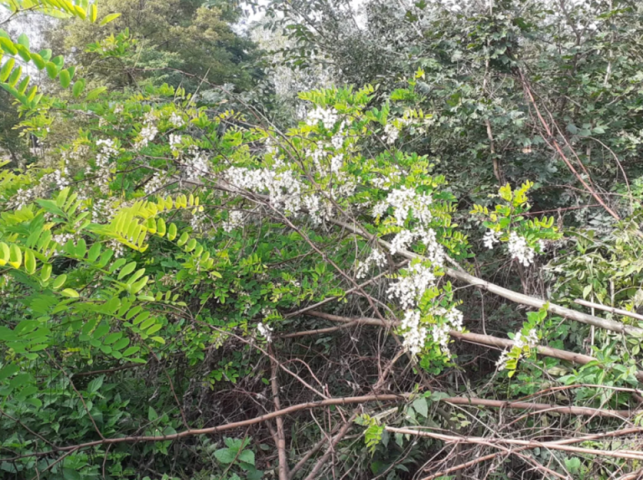 Zabeleo se behar u selima srpske Toskane iako je jesen: Procvetalo voće - evo šta kaže narodno verovanje (FOTO)
