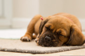 Ukoliko vaš pas ružno sanja - nemojte ga buditi: Stručnjakinja objašnjava zašto to nikako nije dobro